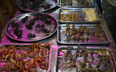 The Most Bizarre Foods in Cambodia